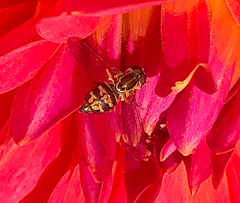 Toxomerus occidentalis