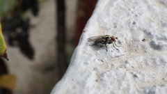 Anthomyia