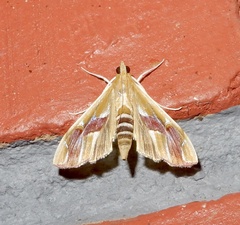 Agathodes ostentalis