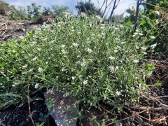 Stellaria dichotoma