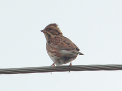 Emberiza rustica