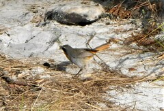 Cossypha caffra caffra