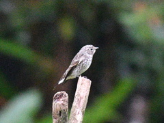 Muscicapa sibirica