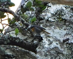 Cossypha caffra caffra