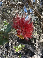 Metrosideros polymorpha