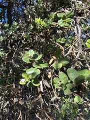 Metrosideros polymorpha