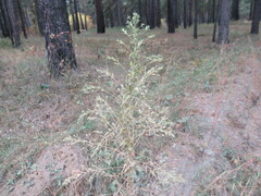 Axyris amaranthoides