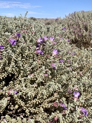 Eremophila