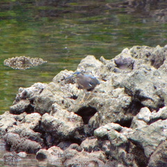 Butorides striata moluccarum