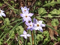 Ipheion uniflorum