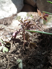 Anemonoides raddeana