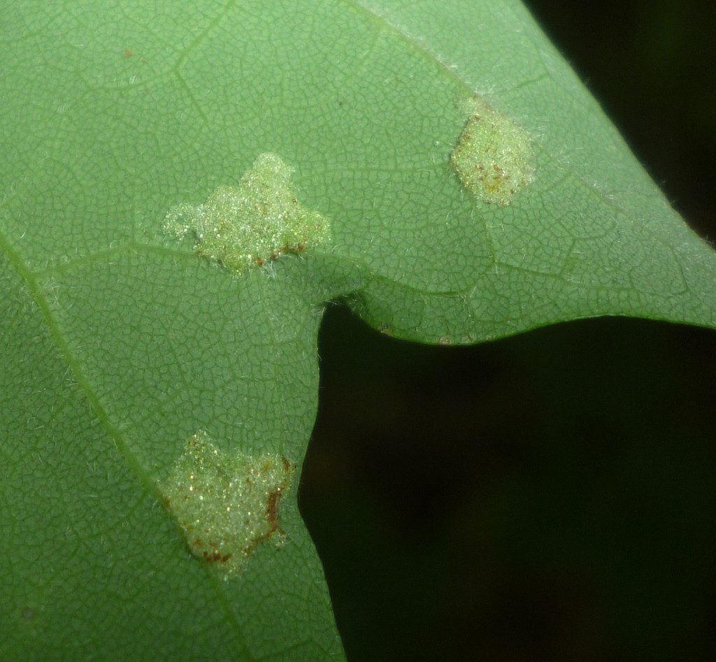 Aceria modesta