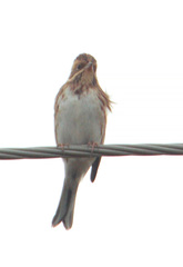 Emberiza rustica