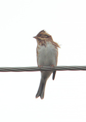 Emberiza rustica