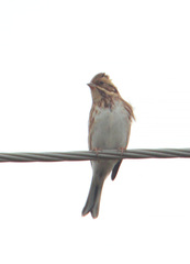 Emberiza rustica