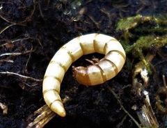 Pseudocistela ceramboides