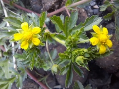 Potentilla paradoxa