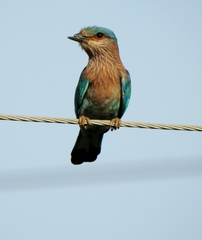 Coracias benghalensis