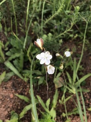 Hesperantha falcata