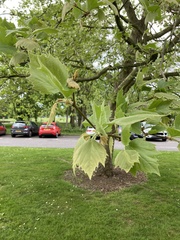 Platanus
