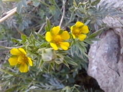 Potentilla paradoxa