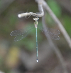Lestes elatus
