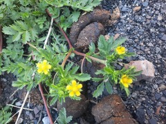 Potentilla paradoxa