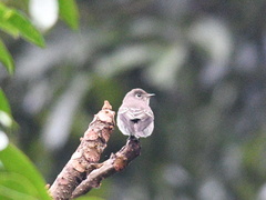 Muscicapa sibirica