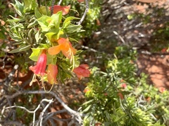Eremophila duttonii