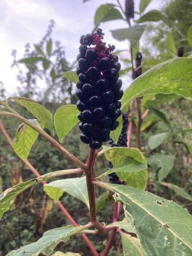 Phytolacca polyandra (Phytolacca polyandra)