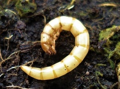 Pseudocistela ceramboides