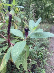 Phytolacca