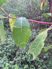Phytolacca