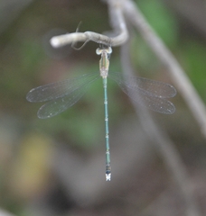 Lestes elatus