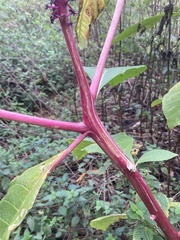 Phytolacca