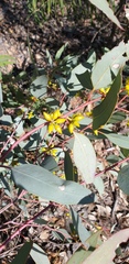Eucalyptus intertexta