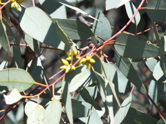 Eucalyptus intertexta
