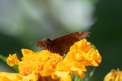 Erynnis tristis