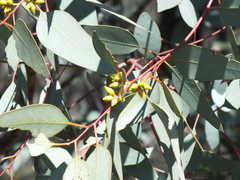 Eucalyptus intertexta