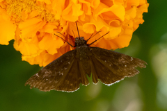 Erynnis tristis