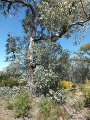 Eucalyptus intertexta