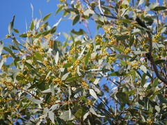 Eucalyptus intertexta