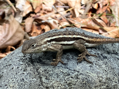 Sceloporus virgatus