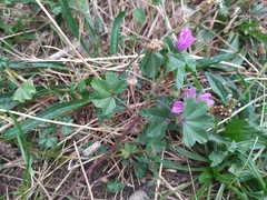 Malva sylvestris sylvestris