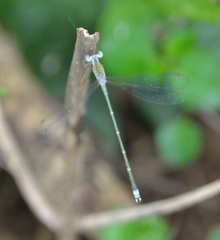 Lestes elatus