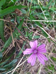Malva sylvestris sylvestris