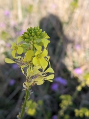 Rhamphospermum arvense