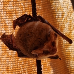 Nyctophilus geoffroyi