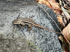 Sceloporus virgatus