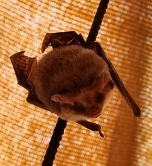 Nyctophilus geoffroyi